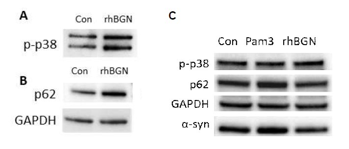 분화된 SH-SY5Y에 biglycan 처리 후 western blot으로 p38 MAPK의 phosphorylation(A)과 p62의 발현 변화(B) 확인