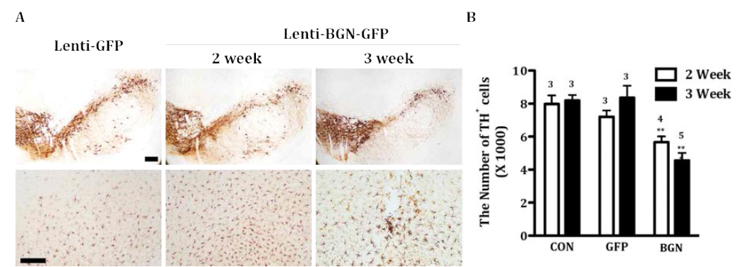 Rat 중뇌 흑질에 Lenti-GFP 혹은 Lenti-BGN-GFP을 투입한 후 2주와 3주 후 도파민신경세포(TH)와 미세아교세포(Iba-1) 면역조직염색