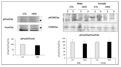 고지방식이에 의한 FoxO3의 발현 변화 차이