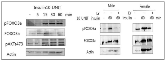 인슐린에 의한 FoxO3a의 발현 변화 차이