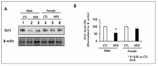 고지방식이에 의한 SIRT1의 성별 차이