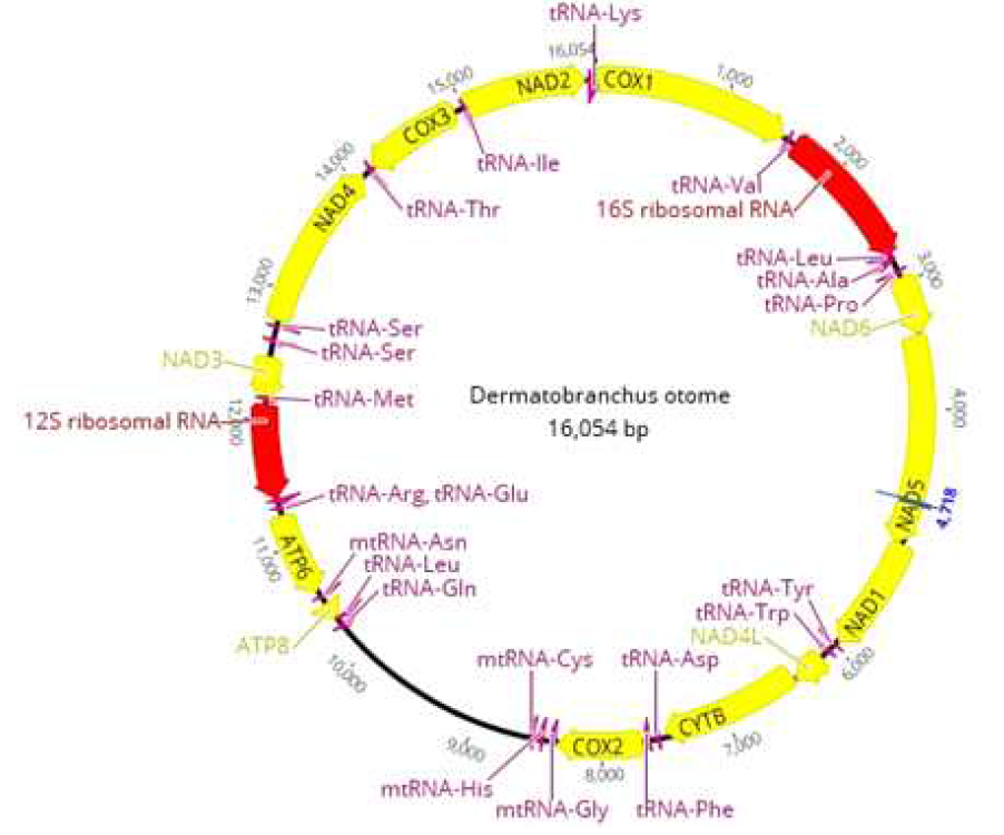 Dermatobranchus otome 미토콘드리아 유전체 구조