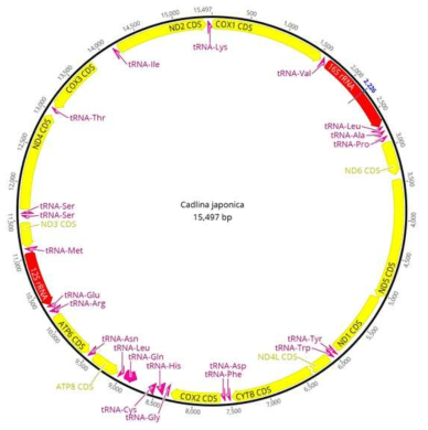 Cadlina japonica 미토콘드리아 유전체 구조