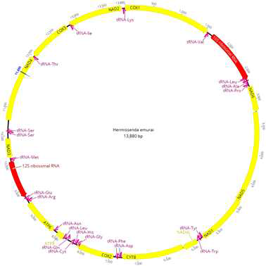 Hermissenda emurai 미토콘드리아 유전체 구조