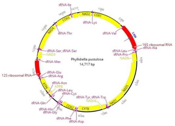 Phyllidiella pustulosa 미토콘드리아 유전체 구조