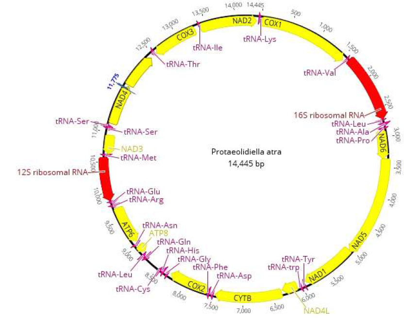 Protaeolidiella atra 미토콘드리아 유전체 구조