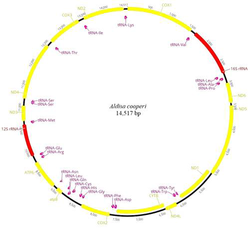 Aldisa cooperi 미토콘드리아 유전체 구조