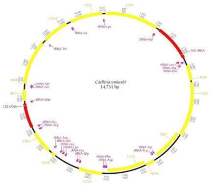 Cadlina umiushi 미토콘드리아 유전체 구조