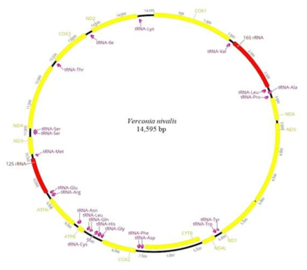 Verconia nivalis 미토콘드리아 유전체 구조