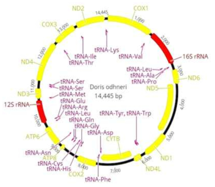 Doris odhneri 미토콘드리아 유전체 구조