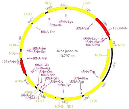 Haloa japonica 미토콘드리아 유전체 구조