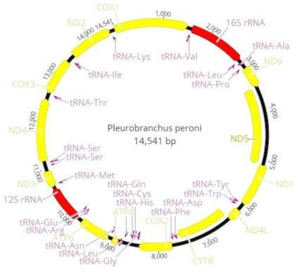 Pleurobranchus peroni 미토콘드리아 유전체 구조