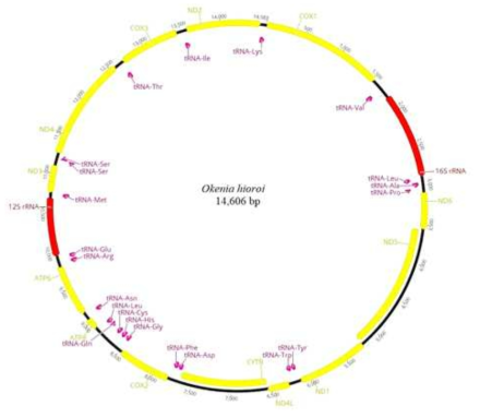 Okenia hiroi 미토콘드리아 유전체 구조