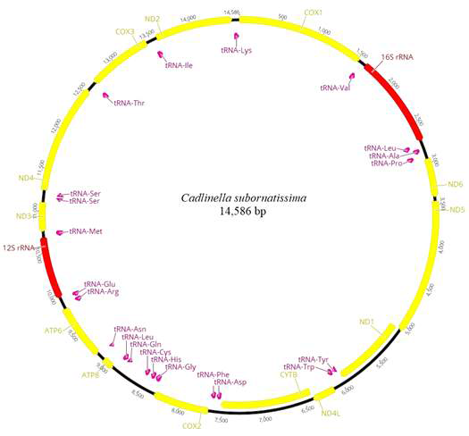 Cadlinella subornatissima 미토콘드리아 유전체 구조