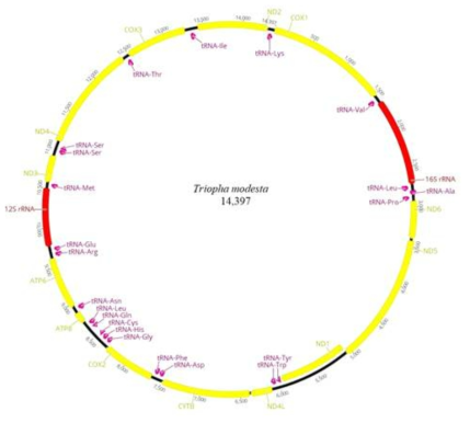 Triopha modesta 미토콘드리아 유전체 구조