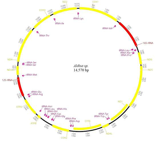 Aldisa sp. 미토콘드리아 유전체 구조