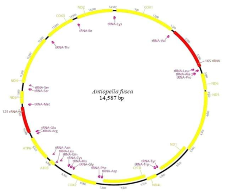 Antiopella fusca 미토콘드리아 유전체 구조