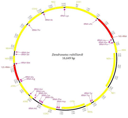 Dendronotus robilliardi 미토콘드리아 유전체 구조