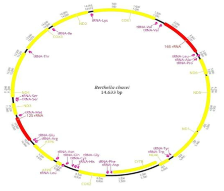 Berthella chacei 미토콘드리아 유전체 구조
