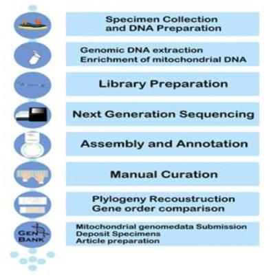 후새류 미토콘드리아 유전체 발굴 및 분석 작업 흐름도