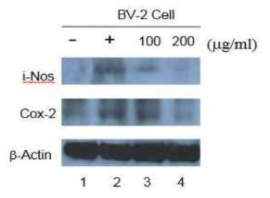 Effect of UDE on iNOS and COX-2 protein expression levels in LPS-stimulated BV-2 microglial cells. The expression levels of iNOS and COX-2 production in the LPS-stimulated BV-2 cells by indicated concentrations (100, 200 μg/mL) of the UDE was monitored by western blot analyses with the specific antibodies against iNOS and COX-2. The internal control used was β -actin