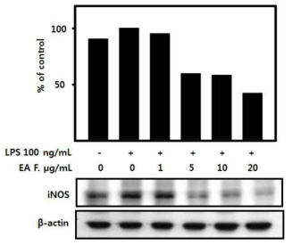 Effect of EA fraction on iNOS protein expression levels in LPS-stimulated BV-2 microglial cells. The expression levels of iNOS in the LPS-stimulated BV-2 cells by indicated concentrations of the EA fraction was monitored by western blot analyses with the specific antibodies against iNOS. The internal control used was β-actin