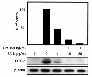 Effect of EA fraction on COX-2 protein expression levels in LPS-stimulated BV-2 microglial cells. The expression levels of COX-2 in the LPS-stimulated BV-2 cells by indicated concentrations of the EA fraction was monitored by western blot analyses with the specific antibodies against COX-2. The internal control used was β-actin