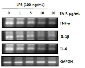 Effect of EA fraction on TNF-α, IL-1β, and IL-6 gene expression levels in LPS-stimulated BV-2 microglial cells. The expression levels of TNF-α, IL-1β, and IL-6 in the LPS-stimulated BV-2 cells by indicated concentrations of the EA fraction was monitored by RT-PCR analyses with the specific gene against TNF-α, IL-1β, and IL-6. The internal control used was GAPDH