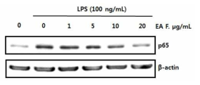 Effect of EA fraction on NF-κB activity in LPS-stimulated BV-2 microglial cells. Data are presented as the mean ± SEM (n=3) for three independent experiments