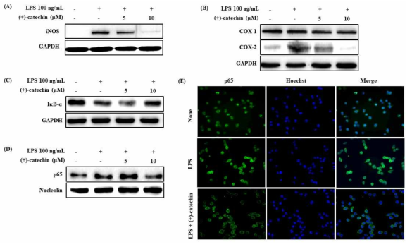 (+)-catechin attenuates proinflammatory mediators through inhibiting NF-kB signaling in LPS activated BV-2 microglia cells. (A) Inhibition by (+)-catechin of LPS-induced iNOS release in the BV-2 cell line. BV-2 microglial cells were pretreated with the indicated concentrations of KMBK for 30 min before incubating with LPS (100 ng/mL) for 18 h. The lysates were analyzed by immunoblotting with an anti-iNOS antibody. (B) Effect of (+)-catechin on LPS-induced COX-1 and COX-2 protein expressions in BV-2 microglial cells. Cell lysates were prepared for the determination of protein levels for COX-1 and COX-2. (C-E) Inhibition of LPS-induced NF-kB activation by (+)-catechin. (C,D) Cells were treated with the indicated dose of (+)-catechin 30 min before LPS (100 ng/mL) treatment. Total nuclear protein was subjected to 10% SDS-PAGE followed by western blotting using IκB-α(C) and anti-NF-κB p65 (B). (E) The BV2 microglia cells were seeded in the density of 5X104 cell/well on 24-well plate. BV2 microglia cells were stimulated with 100 ng/mL of LPS in the absence or presence of the (+)-catechin (10 μM) that had been added 1 h before the stimulation. At 30 min after the LPS addition, subcellular location of NF-κB p65 subunit was determined by immunofluorescence assay