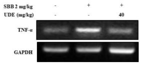 Effect of UDE on the mRNA expression of pro-inflammatory cytokine. The mRNA levels of TNF-α in the brain cortex treated with SBB in the presence or absence of UDE were examined by RT-PCR. GAPDH levels were examined for the equal amount of DNA loading