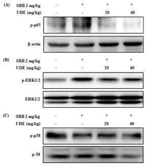 Effect of UDE on the activation of NF-κB and upstrem kinases. (A) Activation of NF-κ B via phosphorylation was assessed by Western blot analysis using specific antibody to phospho- p65 (p-p65), one of the subunits of NF-κB. Phosphorylation of ERK1/2 and p38 was determined by Western blot analysis using phosphoylated form-specific antibodies (anti-p-ERK1/2 and anti-p-p38 antibodies). The expression of ERK1/2 and p38 was examined to ensure no alteration in the levels of unphosphorylated total forms