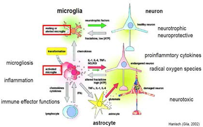 뇌 염증반응과 신경세포사 메커니즘
