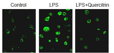 퀘서틴의 CD-11b 염증성 단백질 발현 저해 효능