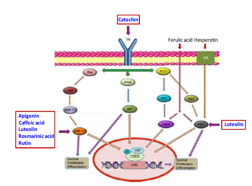 폴리페놀류의 신경세포 증식 및 분화 기전
