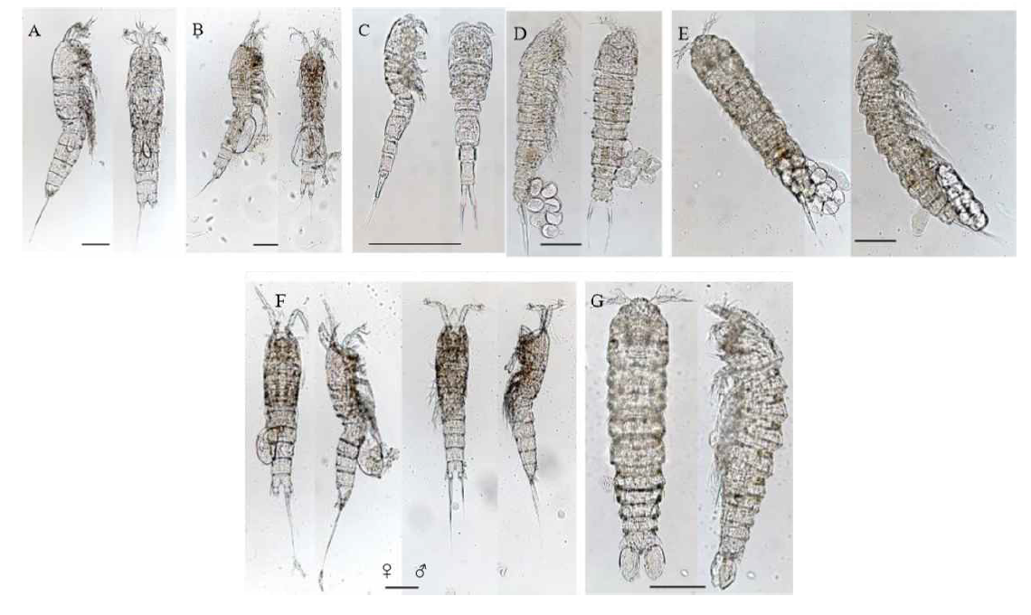 팔라우 연안 서식 요각류 사진 [A, Robertgurneya aff. ecaudata (Monard, 1936); B, Phyllopodopsyllus aff. setouchiensis Kitazima, 1981; C, Emertonia aff. coelebs (Monard, 1935); D, Paracrenhydrosoma aff. karlingi (Lang, 1965); E, Geehydrosoma aff. intermedia (Chislenko, 1978); F, Rhyncholagena aff. littoralis Por, 1967; G, Enhydrosoma aff. hopkinsi Lang, 1965.]