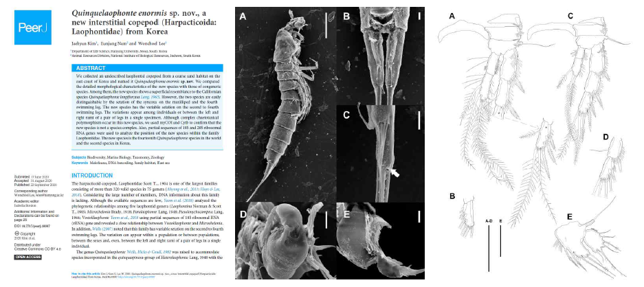 Quinquelaophonte enormis sp. nov., a new interstitial copepod (Harpacticoida: Laophontidae) from Korea [PeerJ 8:e10007]