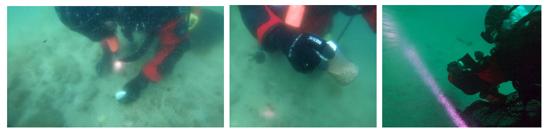 국내 연안 조하대- SCUBA diving을 통한 중형저서동물 채집