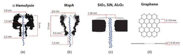 (a) α-hemolysin 바이오 나노기공 센서의 단면도, (b) MspA 나노기공 센서의 단면도, (c) 합성 나노기공 센서의 일반적인 구조, (d) 그래핀 물질을 사용한 합성 나노기공 센서나노기공