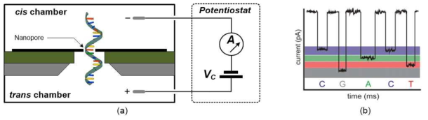 (a) 이상적인 나노기공 염기서열 측정방법 (나노기공으로 바이오 단백질 기공 혹은 합성 나노기공이 사용될 수 있음), (b) 외가닥 DNA가 나노기공을 통과할 때 발생하는 이온전류 변화 (염기에 따라 이온전류의 크기가 다름)