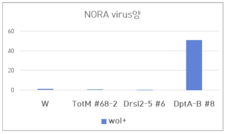 3개의 유전자에 대한 돌연변이 초파리 동물 모델 제작 및 항바이러스 기능 검증 Drsl2, Turandot M, DptB 돌연변이 초파리에 월바키아를 도입시키고 NORA 바이러스를 경구 감염시킨 후 바이러스양을 확인함