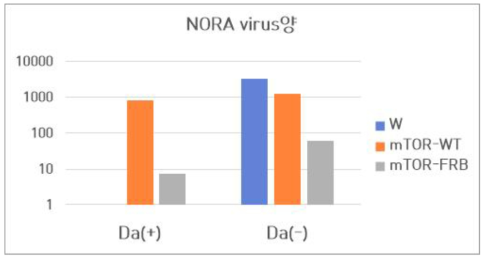 mTOR의 월바키아에 의한 항바이러스 효능 검증 mTOR-WT라인은 activation, mTOR-FRB라인은 inhibition시키기 위해서 사용함. UAS/Gal4 시스템 이용하여 mTOR을 조절하여 NORA 바이러스 양을 확인하고자 함