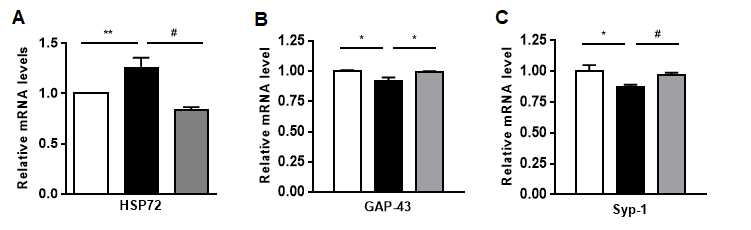 Effect of filbertone on expression of neuronal damage markers and neurogenesis marker. C57BL/6 mice were fed an HFD with or without 0.2% filbertone (Fil) for 9 weeks. Expression of neuronal damage marker (A) HSP72, and neuronal plasticity markers (B) GAP-43, (C) Syp-1. Results are means ± SEM. *P<0.05, **P<0.01, #P<0.005, ##P<0.001 compared with HFD. RD n=6~7, HFD n=4~7, Fil n= 5~7 HSP72 : heat shock protein, GAP-43 : Growth Associated Protein 43, Syp-1 : Synaptophysin