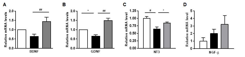 Effect of filbertone on expression of neurotrophic factors in hypothalamus. C57BL/6 mice were fed an HFD with or without 0.2% filbertone (Fil) for 9 weeks. Expression of neurotrophic factors on mouse hypothalamus. (A) BDNF, (B) GDNF, (C) NT3, (D) NGF-b. Results are means ± SEM. *P<0.05, **P<0.01, #P<0.005, ##P<0.001 compared with obese mice fed an HFD. RD n= 7~10, HFD n=7~9, Fil n=7~10 BDNF : brain-derived neurotrophic factor, GDNF : glial cell-derived neurotrophic factor, NT3: neurotrophin-3, NGF-b : nerve growth factor beta