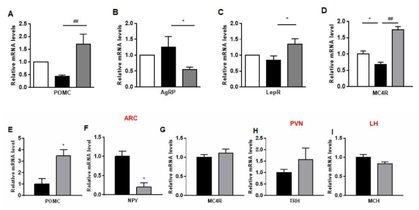 Effect of filbertone on neural circuit and receptors. C57BL/6 mice were fed an HFD with or without 0.2% filbertone (Fil) for 9 weeks. Expression of neuronal peptides on mouse hypothalamus. (A) POMC, (B) AgRP, (C) LepR., (D) MC4R (E-G) POMC, NPY, MC4R in the hypothalamic ARC. (H) Thermogenic neurotransmitter TRH in the hypothalamic PVN, (I) MCH in the hypothalamic LH. Results are means ± SEM. *P<0.05, **P<0.01, #P<0.005, ##P<0.001 compared with HFD. RD n= 4~7, HFD n=4~7, Fil n=4~7. POMC : proopiomelanocortin, AgRP : agouti related peptide, LepR : leptin receptor, MC4R : melanocortin 4 receptor, POMC : proopiomelanocortin, NPY : neuropeptide Y, MC4R : melanocortin 4 receptor, TRH : Thyrotropin-releasing hormone, MCH : Melanin-concentrating hormone, ARC : Archery core of the palace, PVN : paraventricular nucleus, LH : Lateral hypothalamus