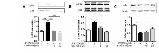 Effects of filbertone on inflammatory signaling in LPS-stimulated BV2 microglia. BV2 microglia were simultaneously treated with LPS (100ng/ml) and filbertone (10,50μM). (A-C) The protein expression levels of p-p38, p-ERK and IkB-a were analyzed by 11% SDS-PAGE and Western blotting. Data are the MEAN ± SEM of three independent experiments performed in triple. *P<0.05, **P<0.01, ***P<0.001 compared to control