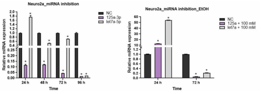 Neuro2a 세포에서 miRNA knock-down후 알코올 처리