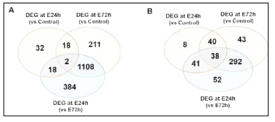 발현 변화된 전사체 및 lncRNA의 venn diagram