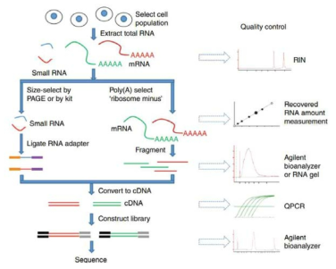 RNA-seq 실험 과정(Zeng과 Mortazavil, 2012)