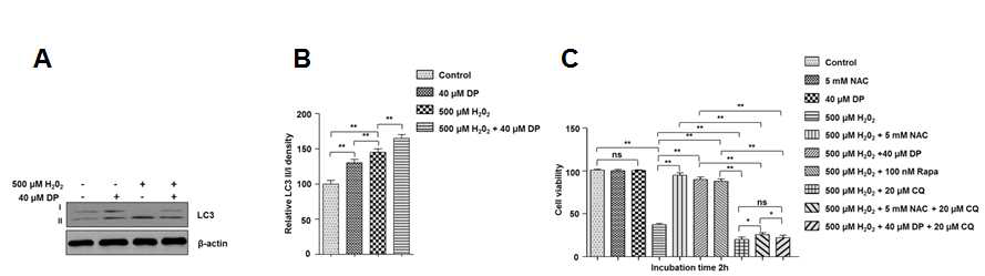 델피니딘의 산화스트레스에 대한 자가포식 기전 (A, B) 연골세포의 산화스트레스에 대해 델피니딘 유무에 따른 LC3 형성의 정성 및 정량적 분석; Western blot assay, CCK assay. (C) 델피니딘, 자가포식 유도제 rapamycin 및 자가포식 억제제 chloroquine 유무에 따른 연골세포의 산화스트레스에 대한 생존율 분석: CCK assay